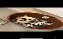 Shih Tzu dogs for sale: Fluffy little Shih tzu pups - Image 7