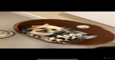Shih Tzu dogs - Advert 2