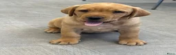 Labrador Retriever dogs for sale: Fully health tested parents KC Boys available 💛🧡 - Advert 16