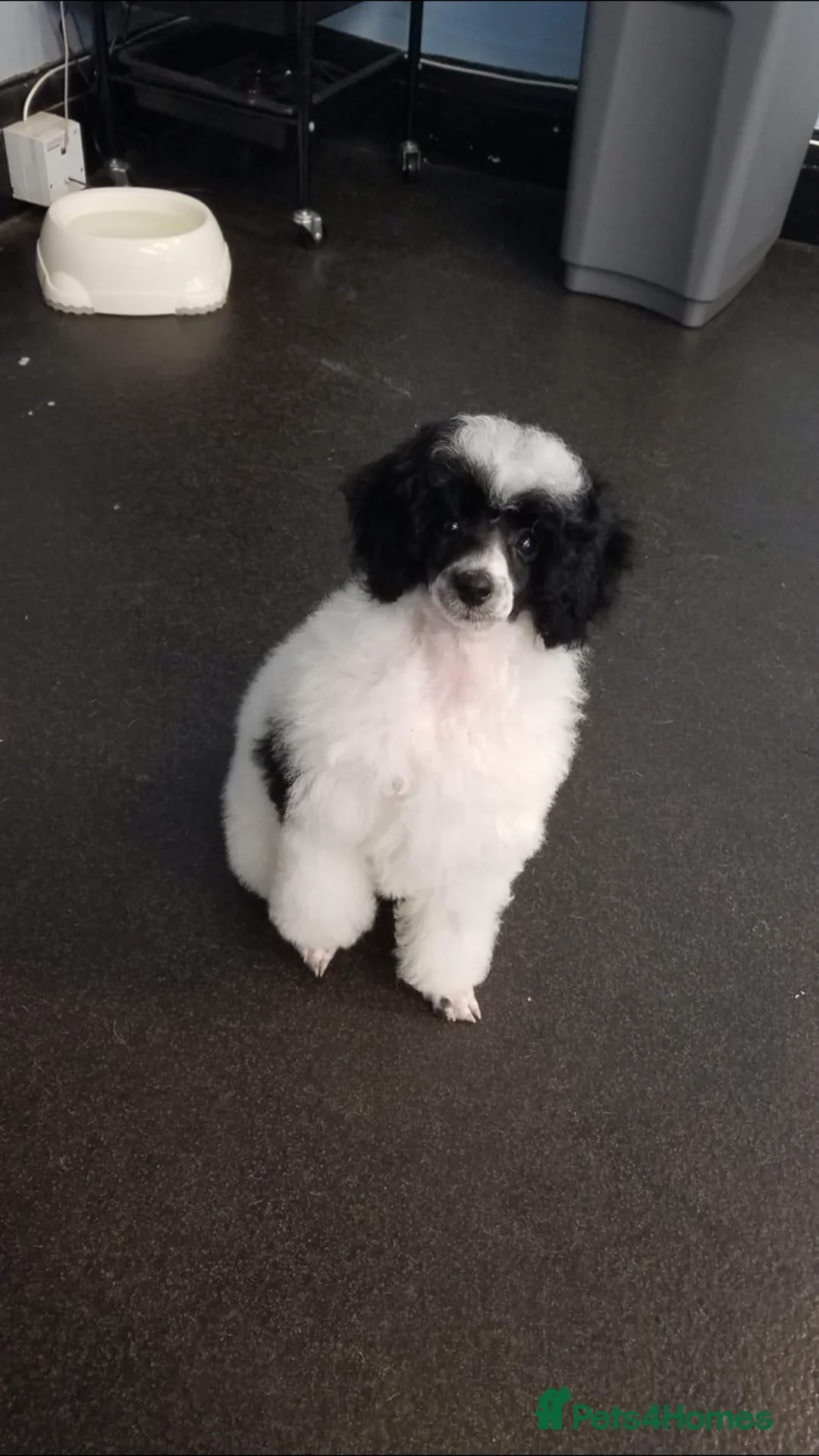 Toy Poodle dogs for stud: Champion Line KC Apricot Toy Poodle Stud in Ringwood - Advert 8