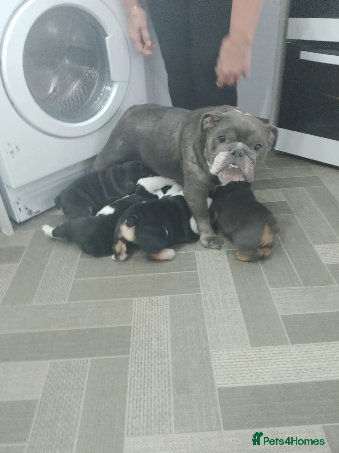 English Bulldog dogs for sale: Stunning English Bulldog Puppies - 2 Girls & 1 Boy in Southsea - Advert 8