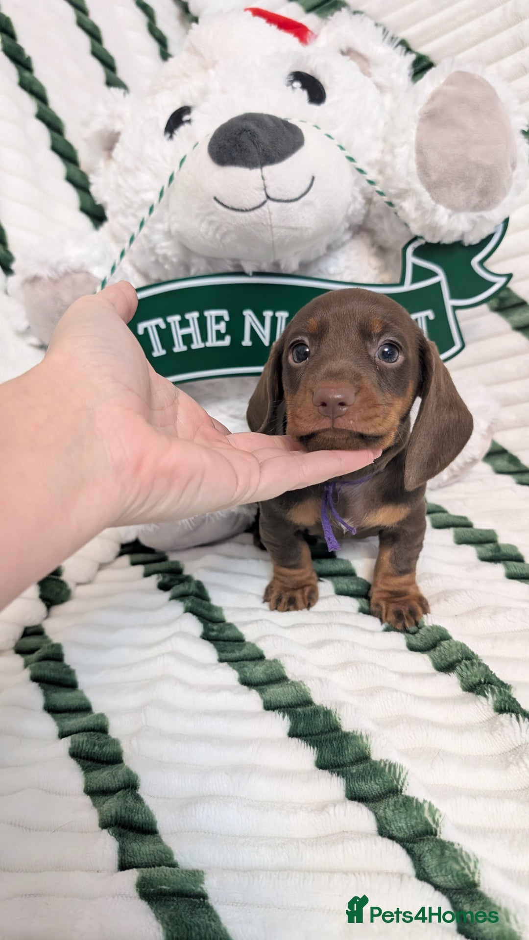 Miniature Dachshund dogs for sale: KC Reg miniature smooth hair daschund boy pups - Advert 20