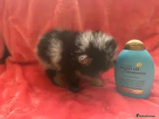 Pomeranian dogs Extra small girl, Rare black and cream boy - Advert 3