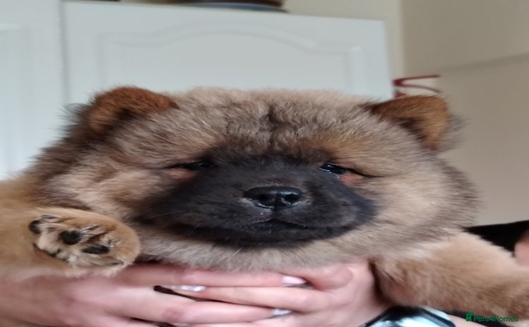 Chow Chow dogs - Advert 4
