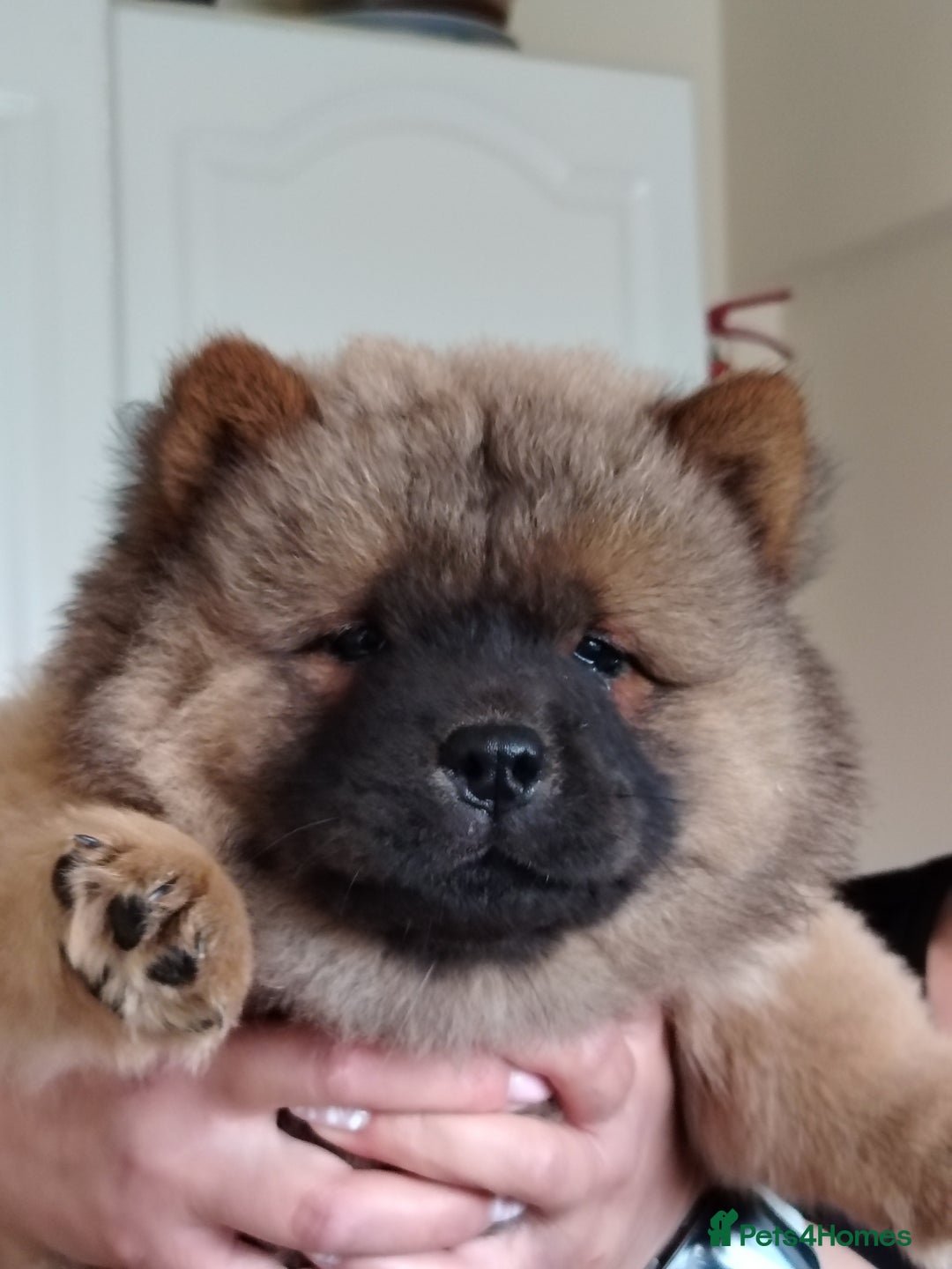 Chow Chow dogs for sale:  KC registered Chow Chow puppies for sale.🤗 - Image 22