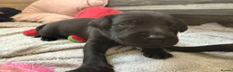 Labrador Retriever dogs for sale: Beautiful Chocolate & Black Labrador Puppies in Torquay - Advert 23