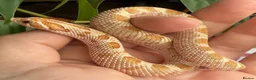 Snake reptiles for sale: Various Western Hognose Hatchlings - Advert 25