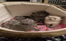 British Shorthair cats for sale: Chunky bsh kittens ready to leave now ❤️  - Image 16