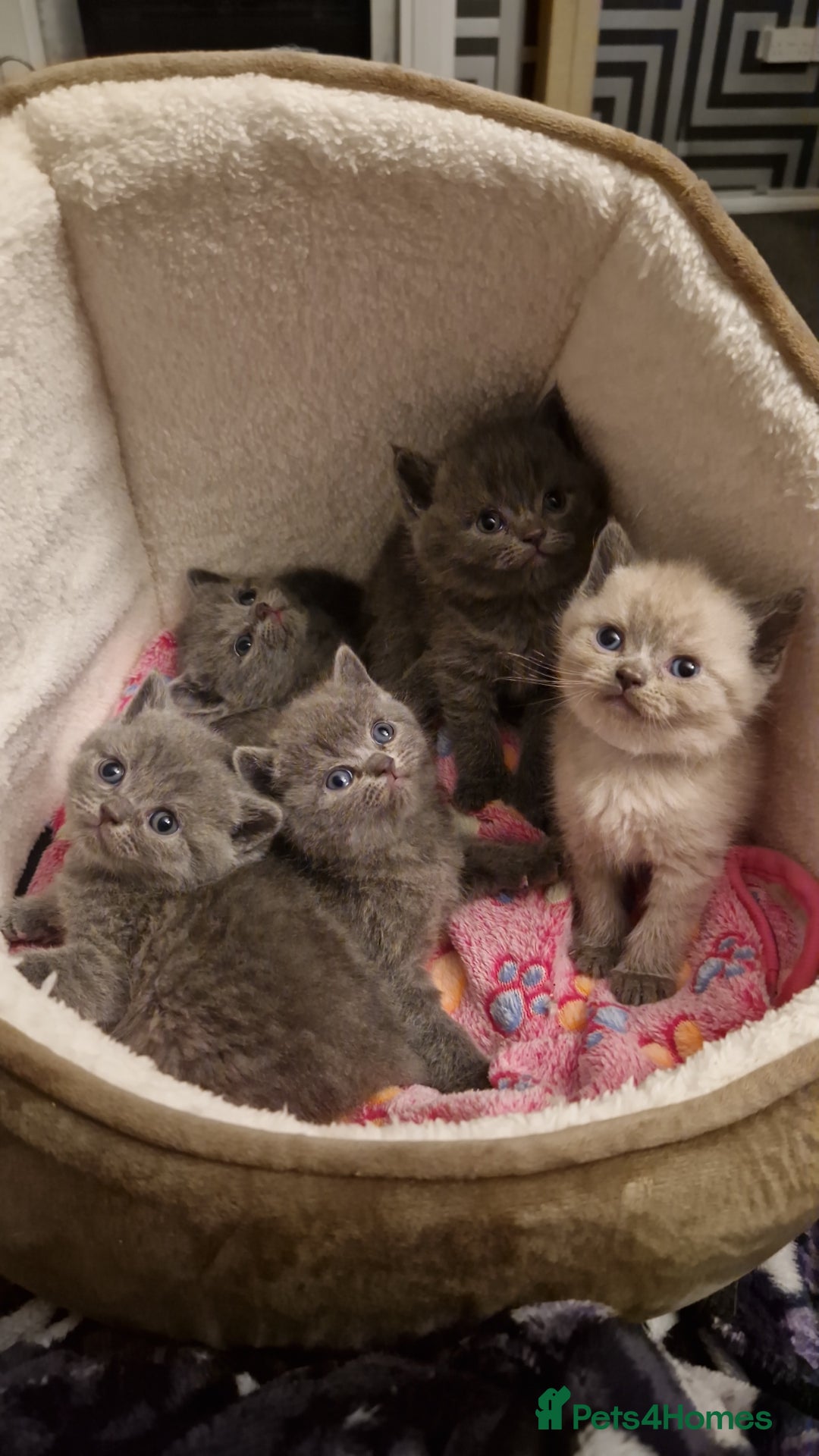 British Shorthair cats for sale: Chunky bsh kittens ready to leave now ❤️  - Image 16