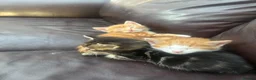 Mixed Breed cats for sale: Miss l - Advert 7