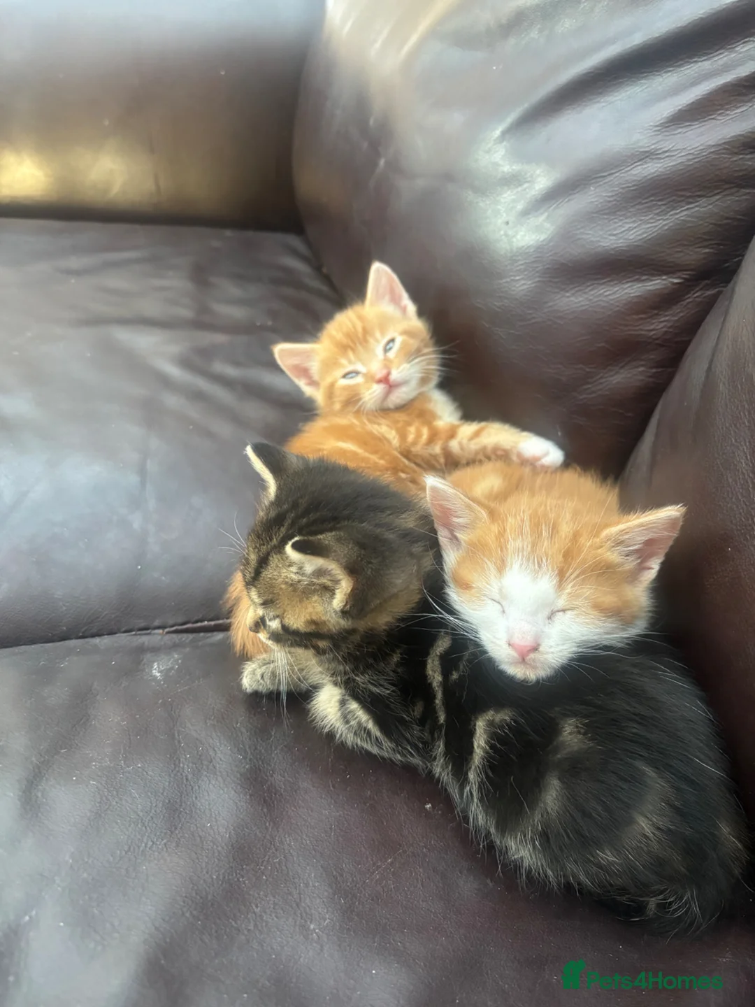 Mixed Breed cats for sale: Miss l - Advert 7