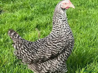 Chickens poultry 7x Hybrid/Pure POL Hens for sale! - Advert 8