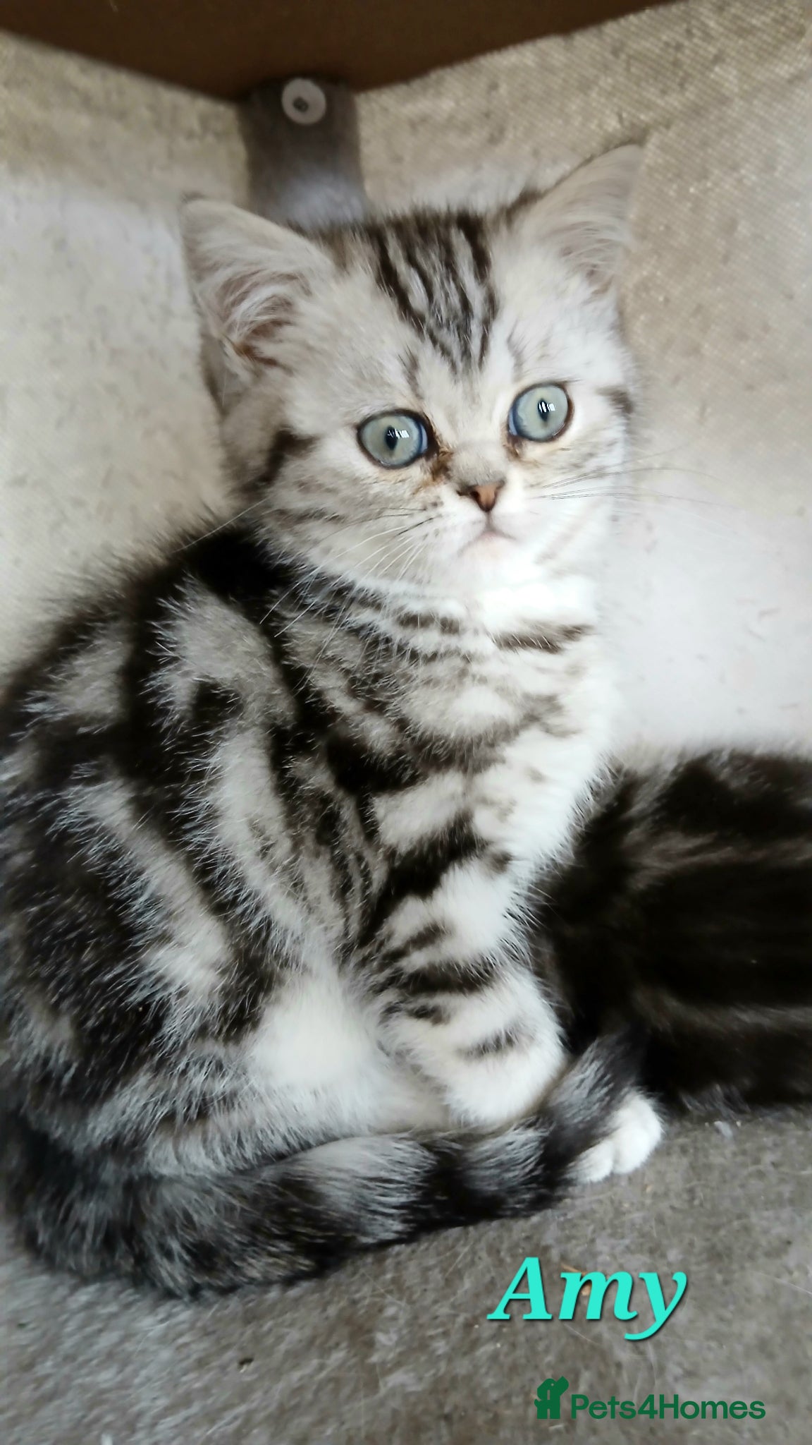British Shorthair cats Silver Tabby.Last kitten and price Reduced.  - Advert 12