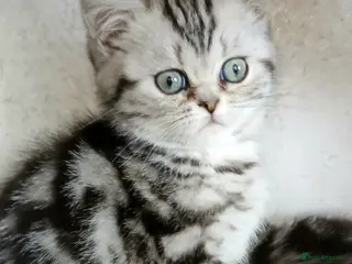 British Shorthair cats Silver Tabby.Last kitten and price Reduced. - Advert 1