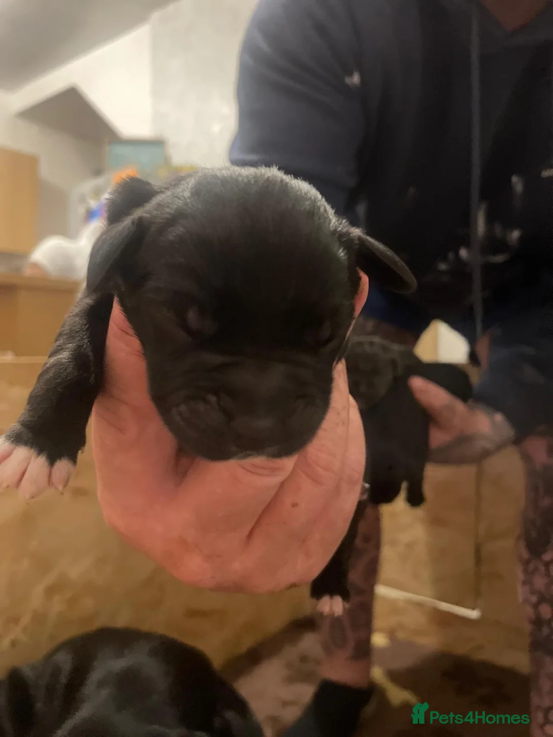 Cane Corso dogs for sale: Beautiful cane corso puppies - Advert 14