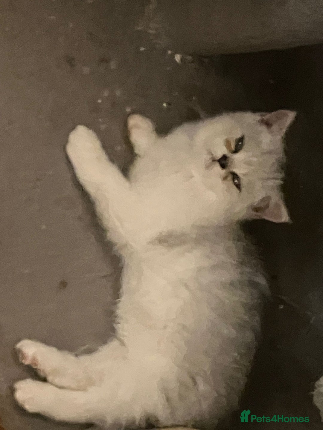 Exotic cats for sale: REDUCED Beautiful Exotic kittens  - Advert 11