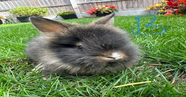 Lionhead rabbits - Advert 11