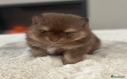 Pomeranian dogs for sale: Pomeranian puppy’s Blk&Tan Choc&Tan 🖤🧡🤎 - Image 5