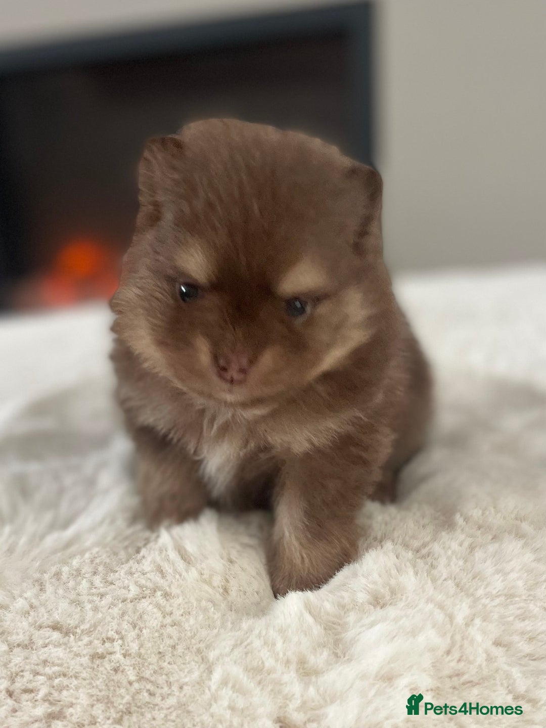 Pomeranian dogs for sale: Pomeranian puppy’s Blk&Tan Choc&Tan 🖤🧡🤎 - Image 5