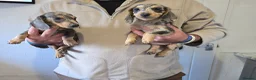 Dachshund dogs for sale: 6 beautiful dachshund puppies  - Advert 2