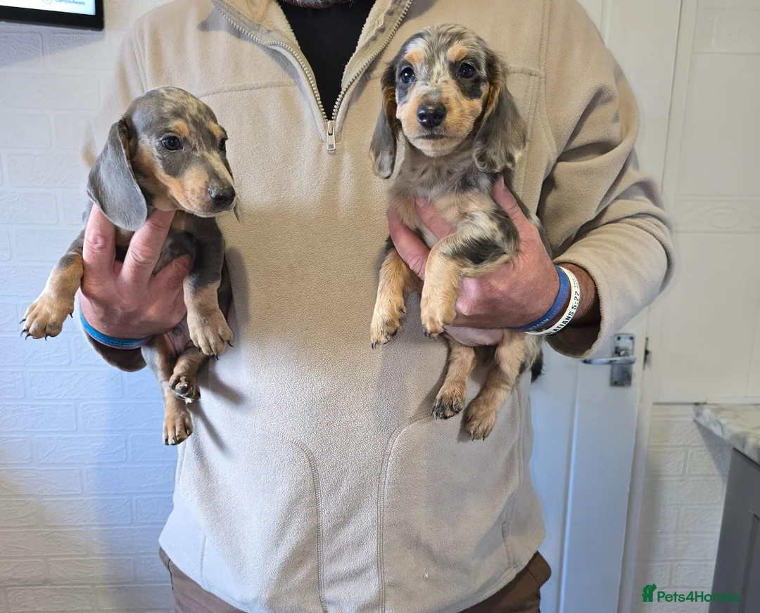Dachshund dogs for sale: 6 beautiful dachshund puppies  - Advert 2
