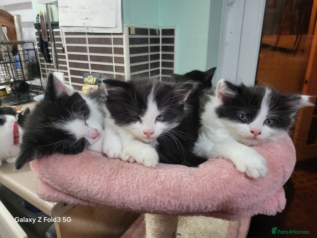 Mixed Breed cats for sale: Kittens  - Advert 6