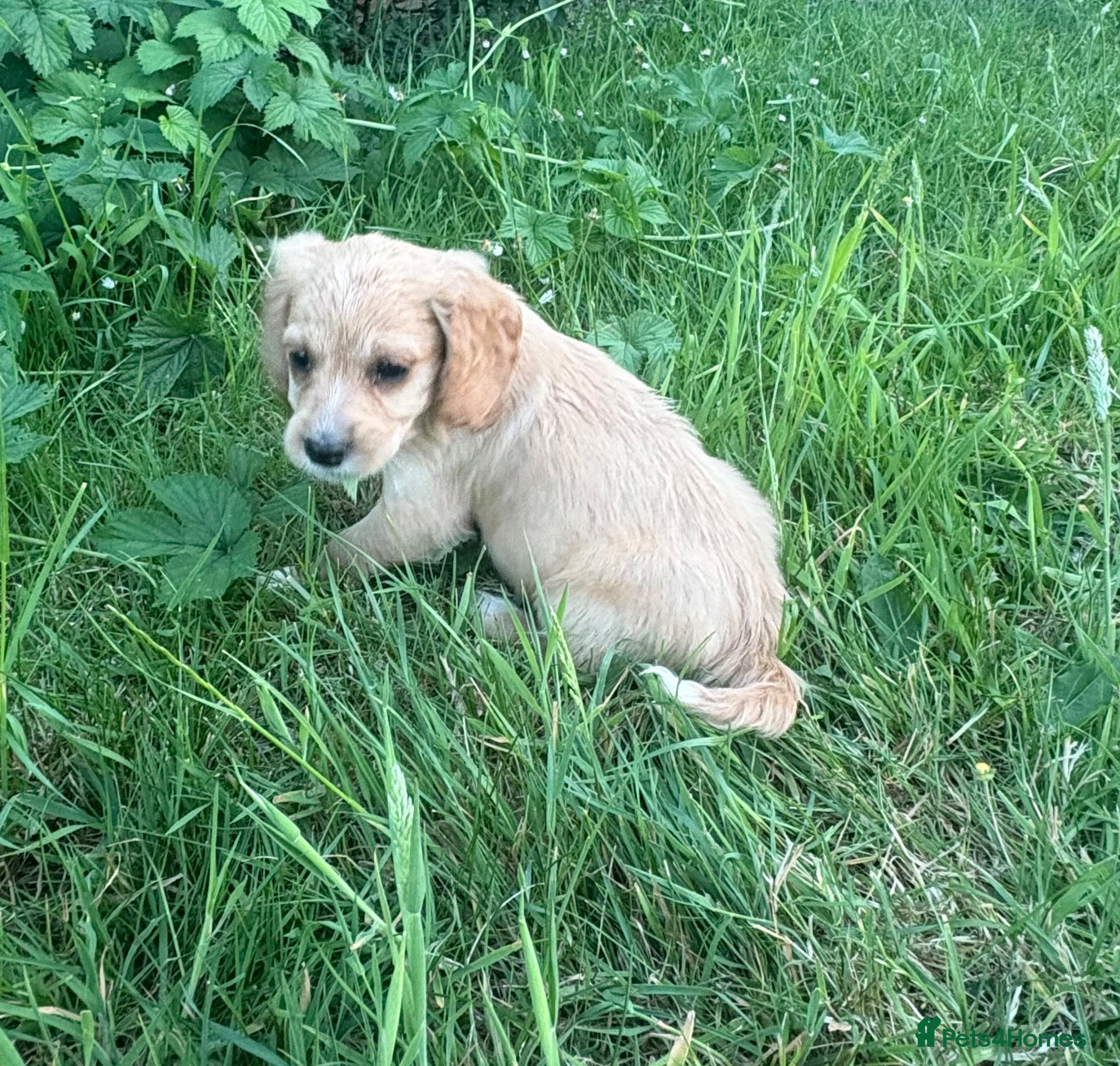 Mixed Breed dogs Cavachon x cocker puppies - Advert 3