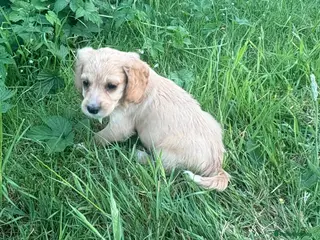 Mixed Breed dogs Cavachon x cocker puppies - Advert 5