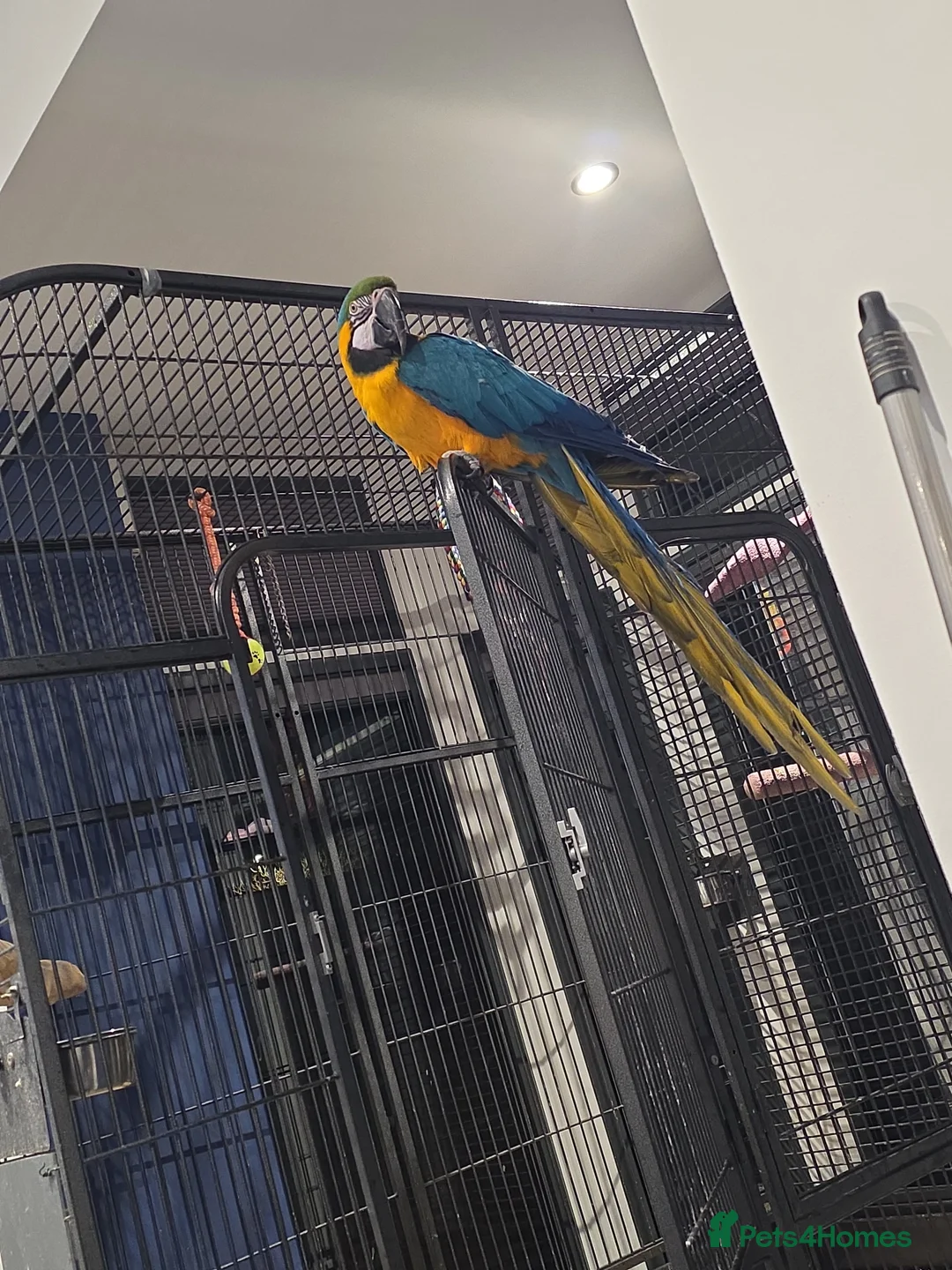Macaws birds for sale: Blue and Gold macaw  in Houghton le Spring - Advert 5