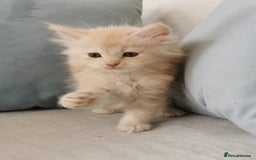 Maine Coon cats for sale: Big Chunky Maine Coon Kittens - Image 17