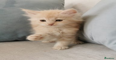 Maine Coon cats - Advert 2