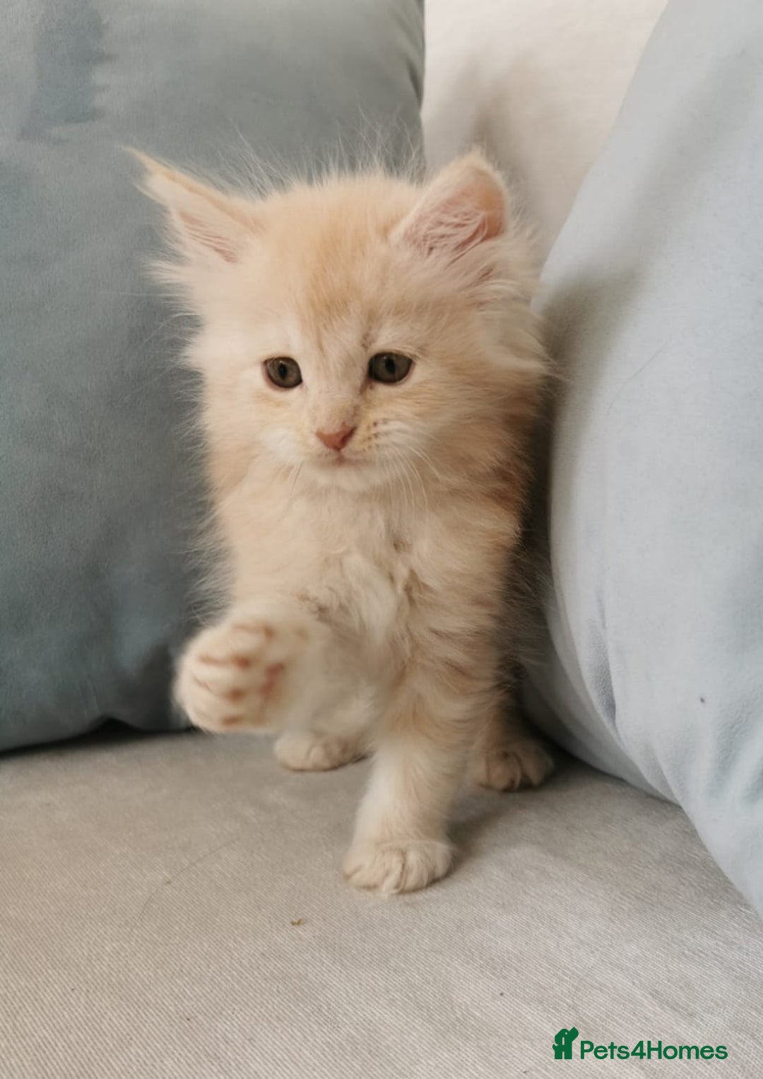 Maine Coon cats for sale: Big Chunky Maine Coon Kittens - Image 17