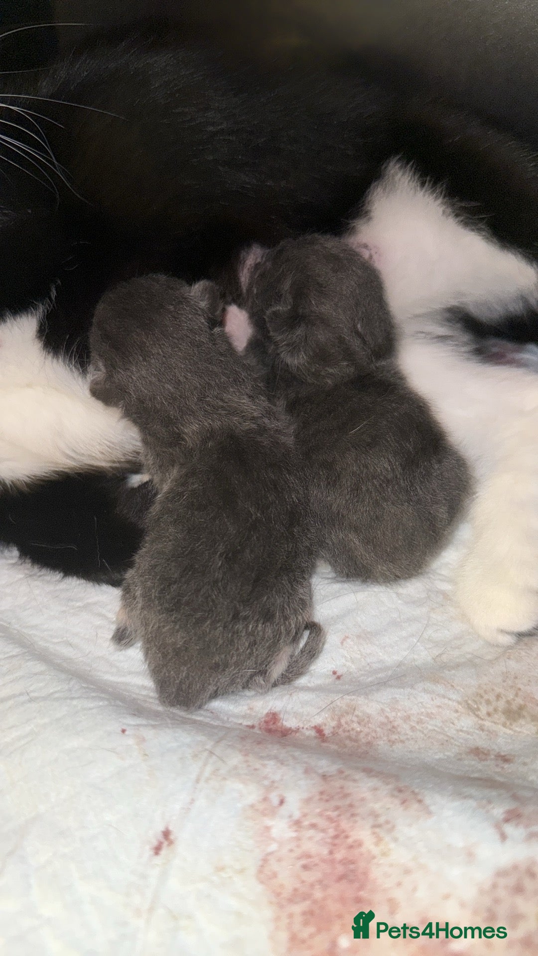 Bombay cats for sale: 4 beautiful kittens  - Advert 2