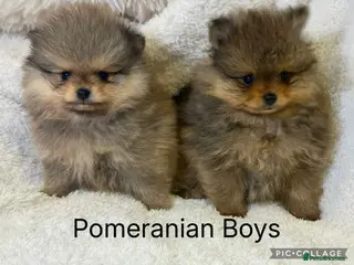 Pomeranian dogs KC Pomeranian Boys - Advert 18