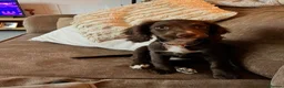 Sprocker dogs for sale: Pre Birth: Sprocker Puppies due in July in Wellingborough - Advert 12
