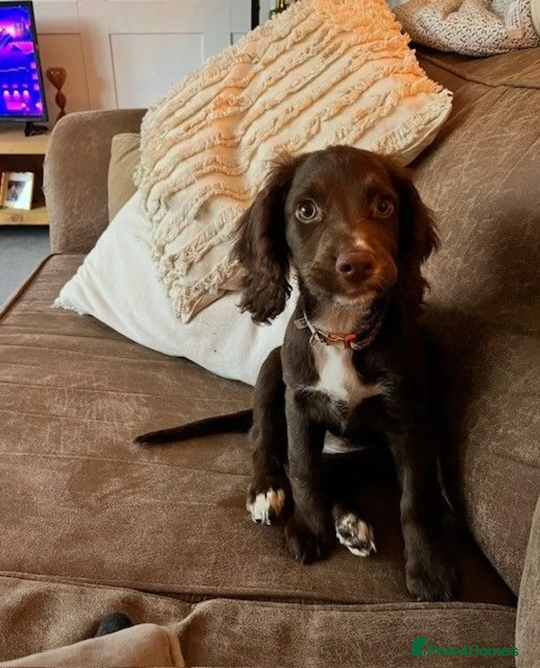 Sprocker dogs for sale: Pre Birth: Sprocker Puppies due in July in Wellingborough - Advert 12
