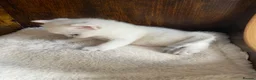 British Shorthair cats for sale: Silver pedigree British Shorthair kittens  - Advert 5