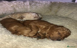 Cavapoo dogs for stud: Extensively Health Tested Deep Red Tiny Toy Poodle in Mansfield - Image 13