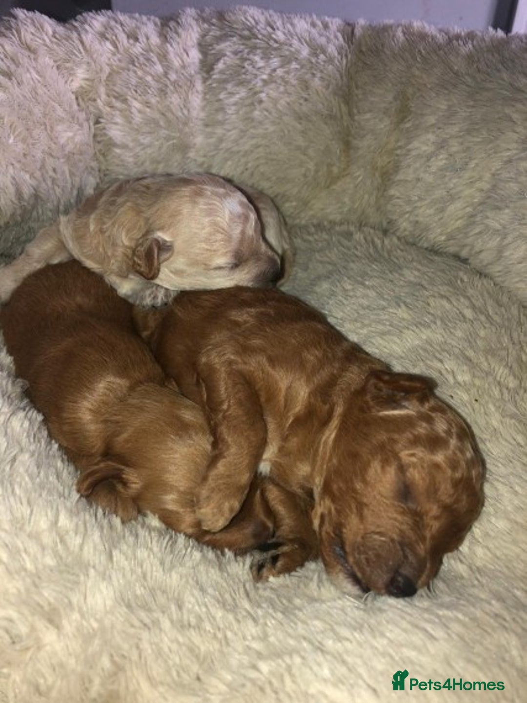 Cavapoo dogs for stud: Extensively Health Tested Deep Red Tiny Toy Poodle in Mansfield - Image 13