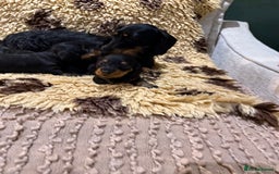 Miniature Dachshund dogs for sale: 5⭐️ licensed Miniature Wirehaired Dachshund  - Image 7