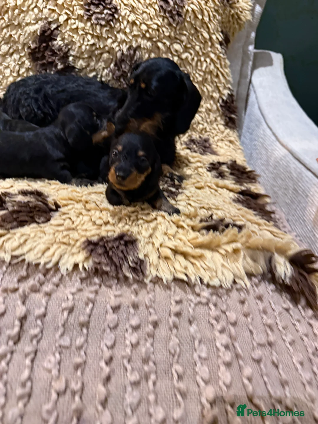 Miniature Dachshund dogs for sale: 5⭐️ licensed Miniature Wirehaired Dachshund  - Advert 7