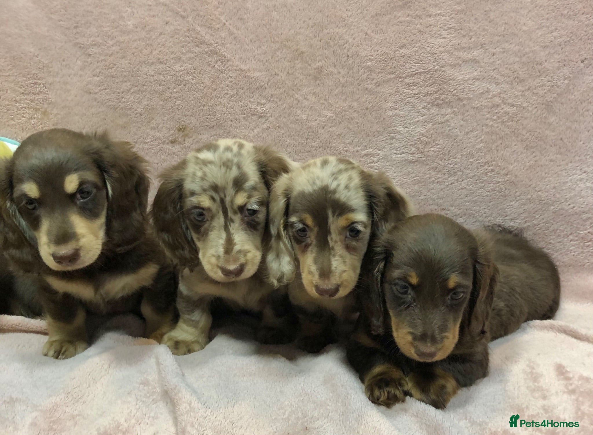 Miniature Dachshund dogs Miniature Longhaired dachshund puppy’s - Advert 1