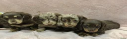 Miniature Dachshund dogs for sale: Miniature Longhaired dachshund puppy’s - Advert 1