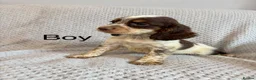 Cocker Spaniel dogs for sale: Cocker Spaniel Puppies Ready Now - Advert 8