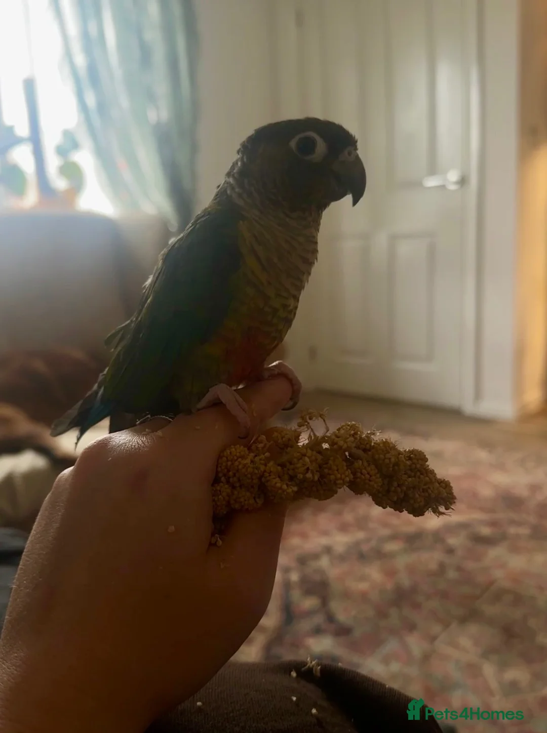 Conures birds for sale: Semi-tame green cheek conure - Advert 2