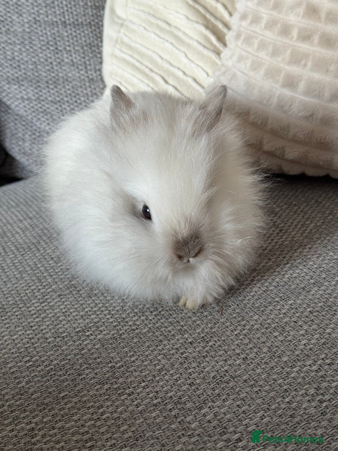 Lionhead rabbits for sale: Lion head  8weeks old  in Swadlincote - Image 8
