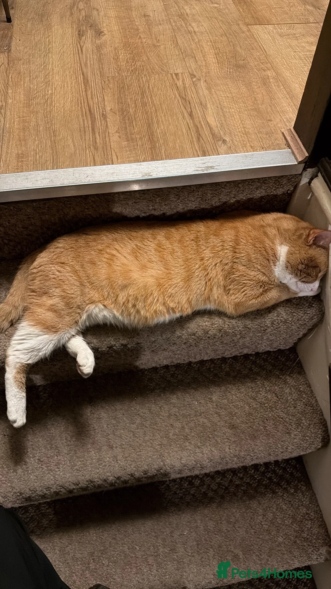 Domestic Shorthair cats for sale: 2 Domestic Shorthair Brothers  in Romford - Advert 2