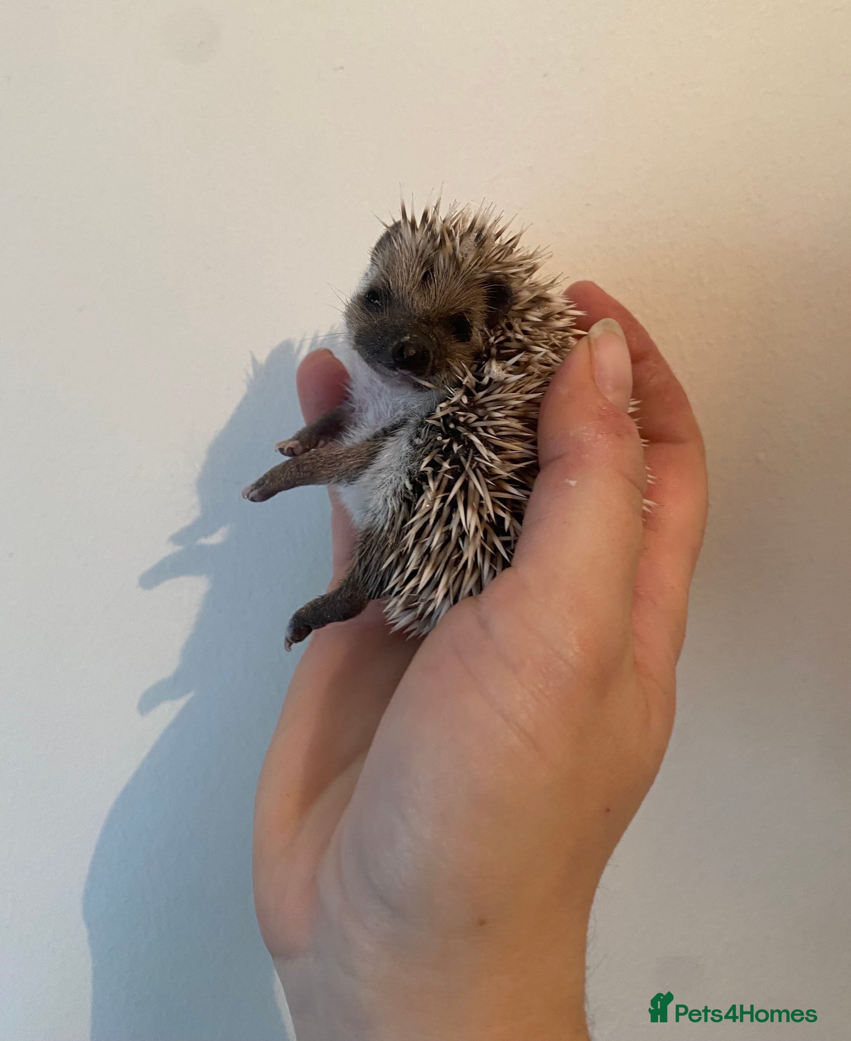 Pygmy Hedgehog rodents Stunning female hoglets for sale!  - Advert 20
