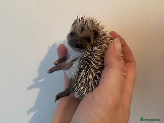 Pygmy Hedgehog rodents Stunning female hoglets for sale! - Advert 12