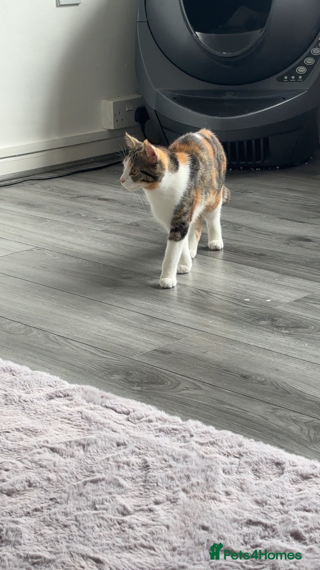 Mixed Breed cats for sale: Brother and sister cats  - Advert 3